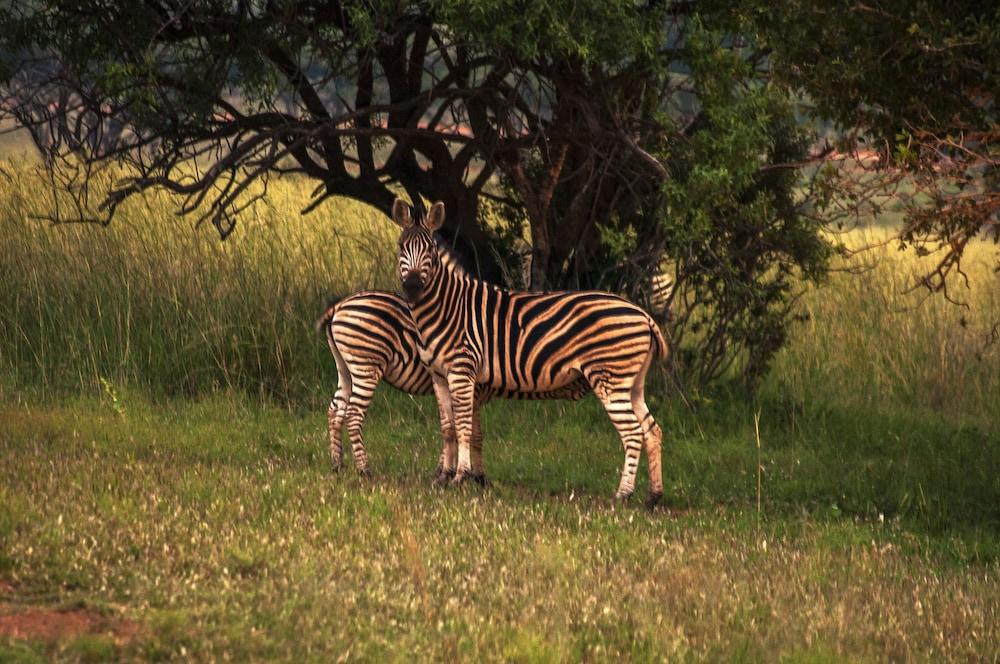 Kedar Heritage Lodge, Conference Centre & Spa Rustenburg Luaran gambar